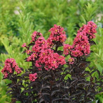 Image showing  2 gal. Potted Coral Center Stage Crape Myrtle Shrub Bush