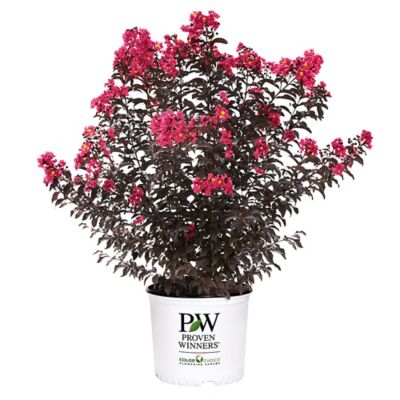 Proven Winners 2 gal. Center Stage Pink Crape Myrtle Shrub