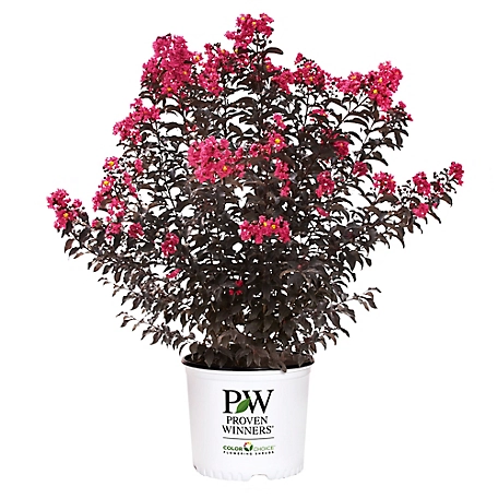 Proven Winners 2 gal. Center Stage Pink Crape Myrtle Shrub