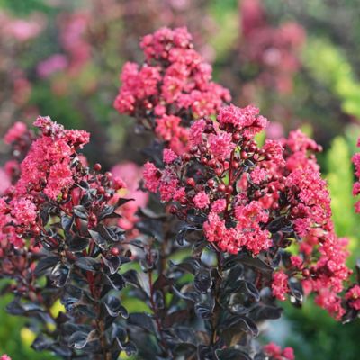 Image showing  2 gal. Potted Center Stage Pink Crape Myrtle Shrub