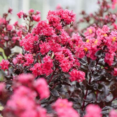 Image showing  2 gal. Potted Center Stage Pink Crape Myrtle Shrub