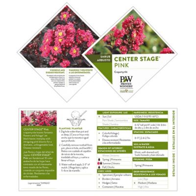 Image showing  2 gal. Potted Center Stage Pink Crape Myrtle Shrub
