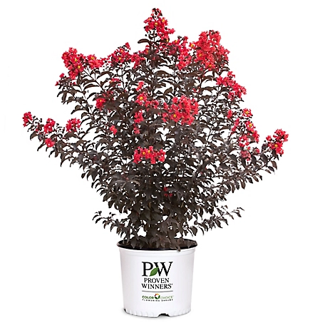 Proven Winners 2 gal. Center Stage Red Crape Myrtle Shrub