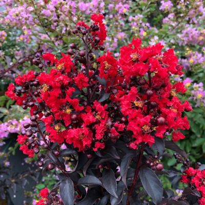 Image showing  2 gal. Potted Red Center Stage Crape Myrtle Shrub