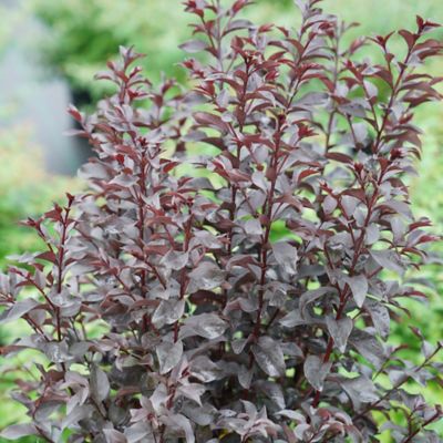 Image showing  2 gal. Potted Red Center Stage Crape Myrtle Shrub