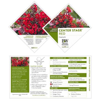 Image showing  2 gal. Potted Red Center Stage Crape Myrtle Shrub
