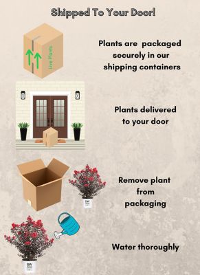 Image showing 5 th Proven Winners 2 gal. Potted Red Center Stage Crape Myrtle Shrub