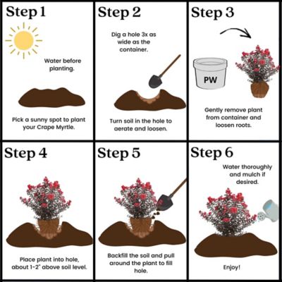 Image showing 6 th Proven Winners 2 gal. Potted Red Center Stage Crape Myrtle Shrub
