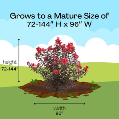 Image showing 7 th Proven Winners 2 gal. Potted Red Center Stage Crape Myrtle Shrub