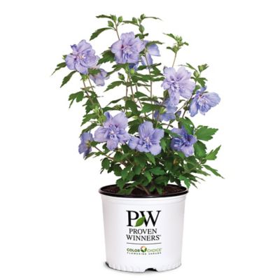 Proven Winners 2 gal. Potted Blue Chiffon Hibiscus Shrub