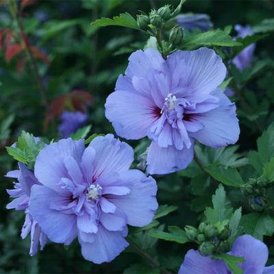 Image showing  2 gal. Potted Blue Chiffon Hibiscus Shrub