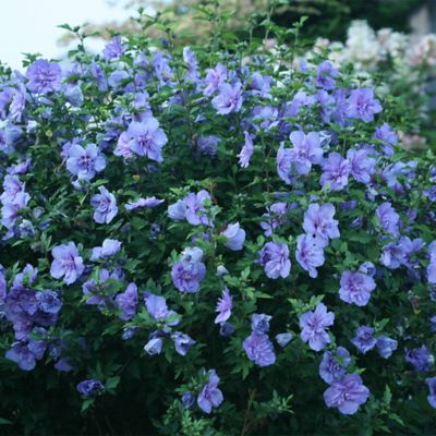 Image showing  2 gal. Potted Blue Chiffon Hibiscus Shrub