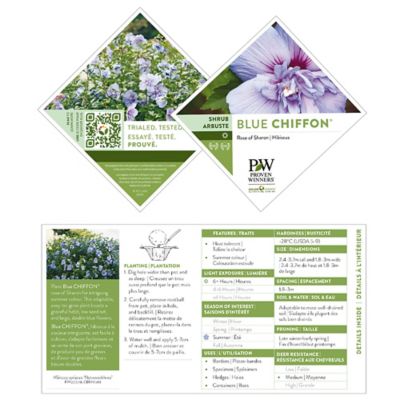 Image showing  2 gal. Potted Blue Chiffon Hibiscus Shrub