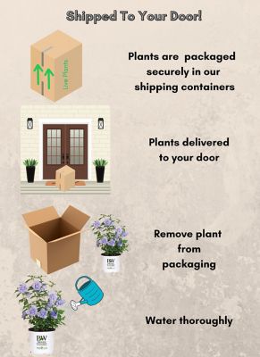 Image showing 5 th Proven Winners 2 gal. Potted Blue Chiffon Hibiscus Shrub