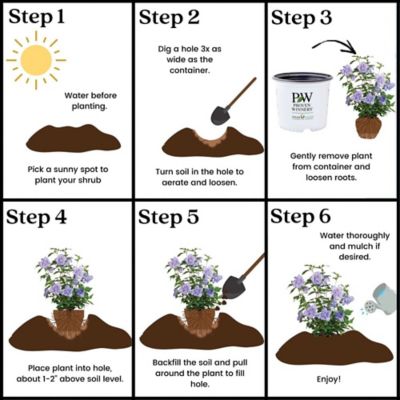 Image showing 6 th Proven Winners 2 gal. Potted Blue Chiffon Hibiscus Shrub