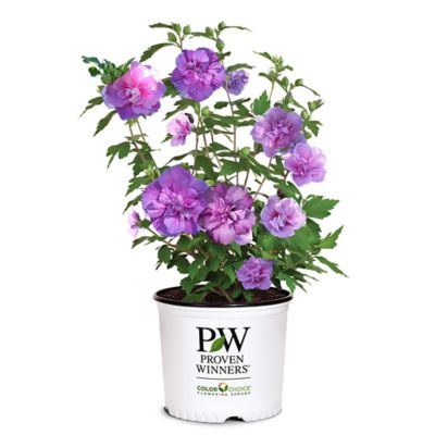 Proven Winners 2 gal. Potted Dark Lavender Chiffon Hibiscus Shrub