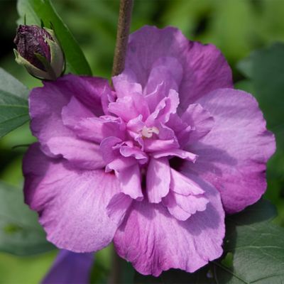 Image showing  2 gal. Potted Dark Lavender Chiffon Hibiscus Shrub Bush