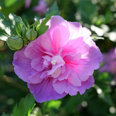 Image showing  2 gal. Potted Dark Lavender Chiffon Hibiscus Shrub Bush