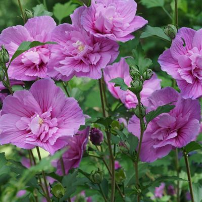 Image showing  2 gal. Potted Dark Lavender Chiffon Hibiscus Shrub Bush