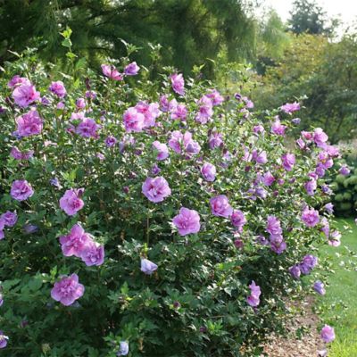 Image showing  2 gal. Potted Dark Lavender Chiffon Hibiscus Shrub Bush