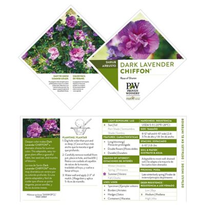 Image showing 5 th Proven Winners 2 gal. Potted Dark Lavender Chiffon Hibiscus Shrub Bush