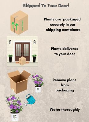 Image showing 7 th Proven Winners 2 gal. Potted Dark Lavender Chiffon Hibiscus Shrub Bush