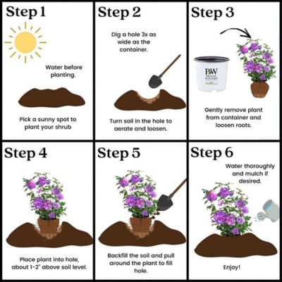 Image showing 8 th Proven Winners 2 gal. Potted Dark Lavender Chiffon Hibiscus Shrub Bush