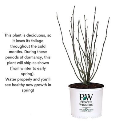 Image showing 9 th Proven Winners 2 gal. Potted Dark Lavender Chiffon Hibiscus Shrub Bush