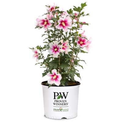 Proven Winners 2 gal. Potted Pink Ink Paraplu Hibiscus Shrub at