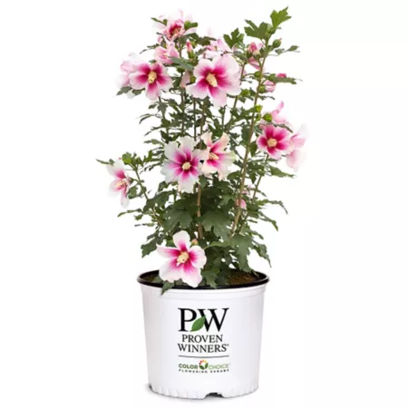 Proven Winners 2 gal Paraplu Pink Ink Hibiscus Shrub in Pot Bushes