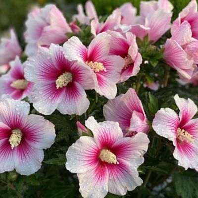 Image showing  2 gal. Potted Pink Ink Paraplu Hibiscus Shrub