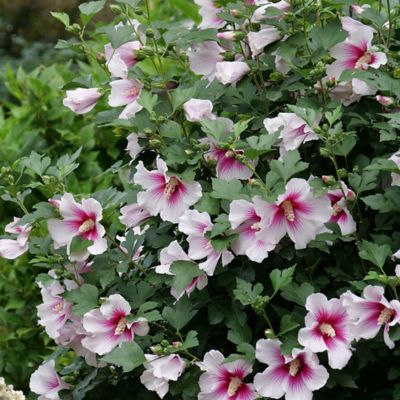 Image showing  2 gal. Potted Pink Ink Paraplu Hibiscus Shrub