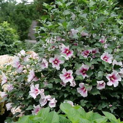 Image showing  2 gal. Potted Pink Ink Paraplu Hibiscus Shrub