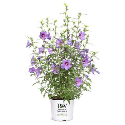 Proven Winners 2 gal. Potted Paraplu Violet Hibiscus Shrub