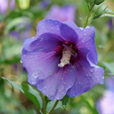 Image showing  2 gal. Potted Violet Paraplu Hibiscus Shrub