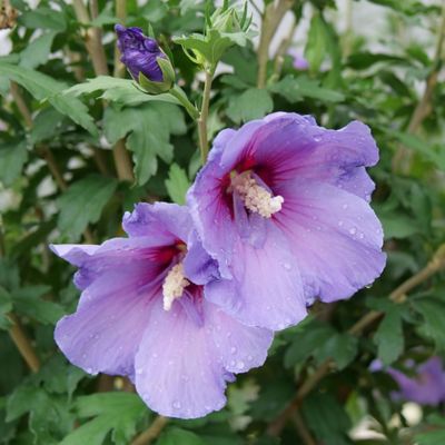 Image showing  2 gal. Potted Violet Paraplu Hibiscus Shrub