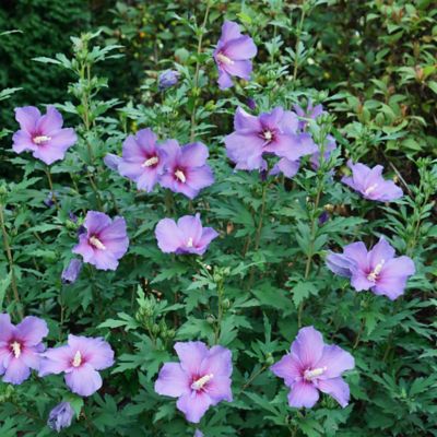 Image showing  2 gal. Potted Violet Paraplu Hibiscus Shrub