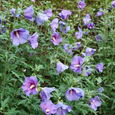 Image showing  2 gal. Potted Violet Paraplu Hibiscus Shrub