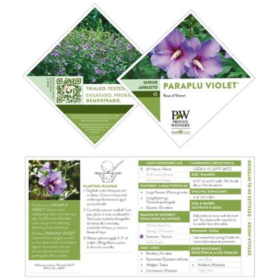 Image showing 5 th Proven Winners 2 gal. Potted Violet Paraplu Hibiscus Shrub