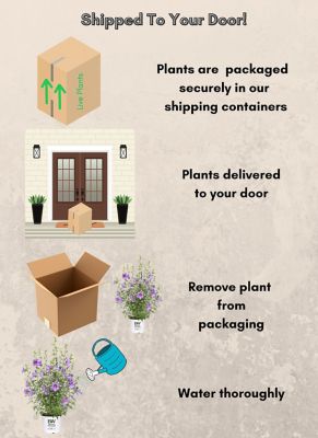 Image showing 7 th Proven Winners 2 gal. Potted Violet Paraplu Hibiscus Shrub