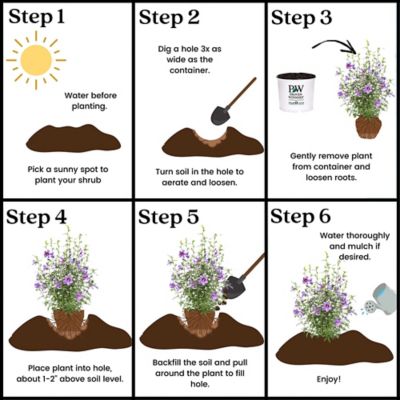 Image showing 8 th Proven Winners 2 gal. Potted Violet Paraplu Hibiscus Shrub