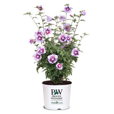 Proven Winners 2 gal. Potted Purple Pillar Hibiscus Shrub