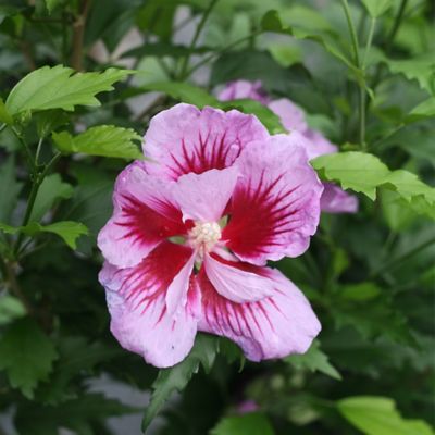 Image showing  2 gal. Potted Purple Pillar Hibiscus Shrub