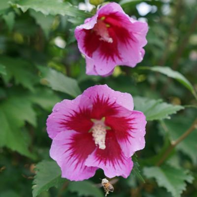Image showing  2 gal. Potted Purple Pillar Hibiscus Shrub