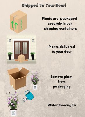 Image showing 7 th Proven Winners 2 gal. Potted Purple Pillar Hibiscus Shrub