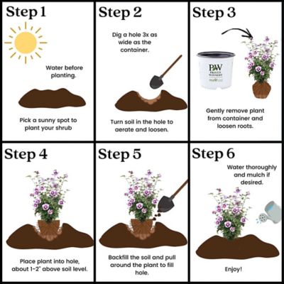 Image showing 8 th Proven Winners 2 gal. Potted Purple Pillar Hibiscus Shrub