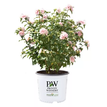 Proven Winners 2 gal Potted Sugar Tip Hibiscus Shrub Bushes