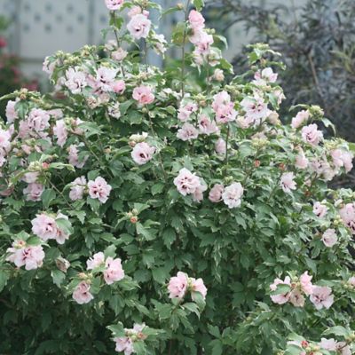 Image showing  2 gal. Potted Pink Sugar Tip Hibiscus Shrub Bush