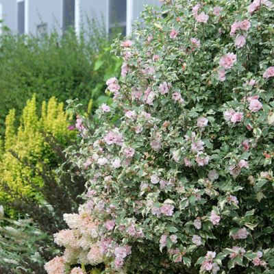 Image showing  2 gal. Potted Pink Sugar Tip Hibiscus Shrub Bush
