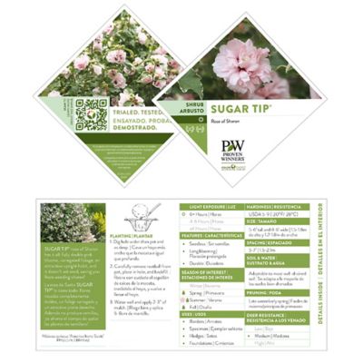 Image showing  2 gal. Potted Pink Sugar Tip Hibiscus Shrub Bush